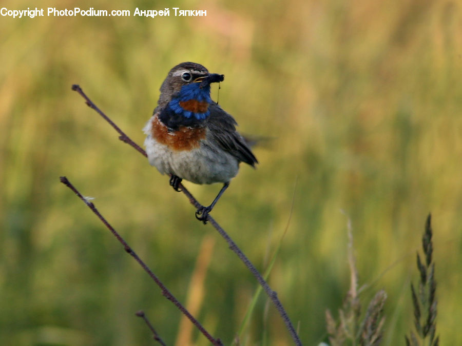 Bird, Blue Jay, Bluebird, Jay, Field, Grass, Grassland