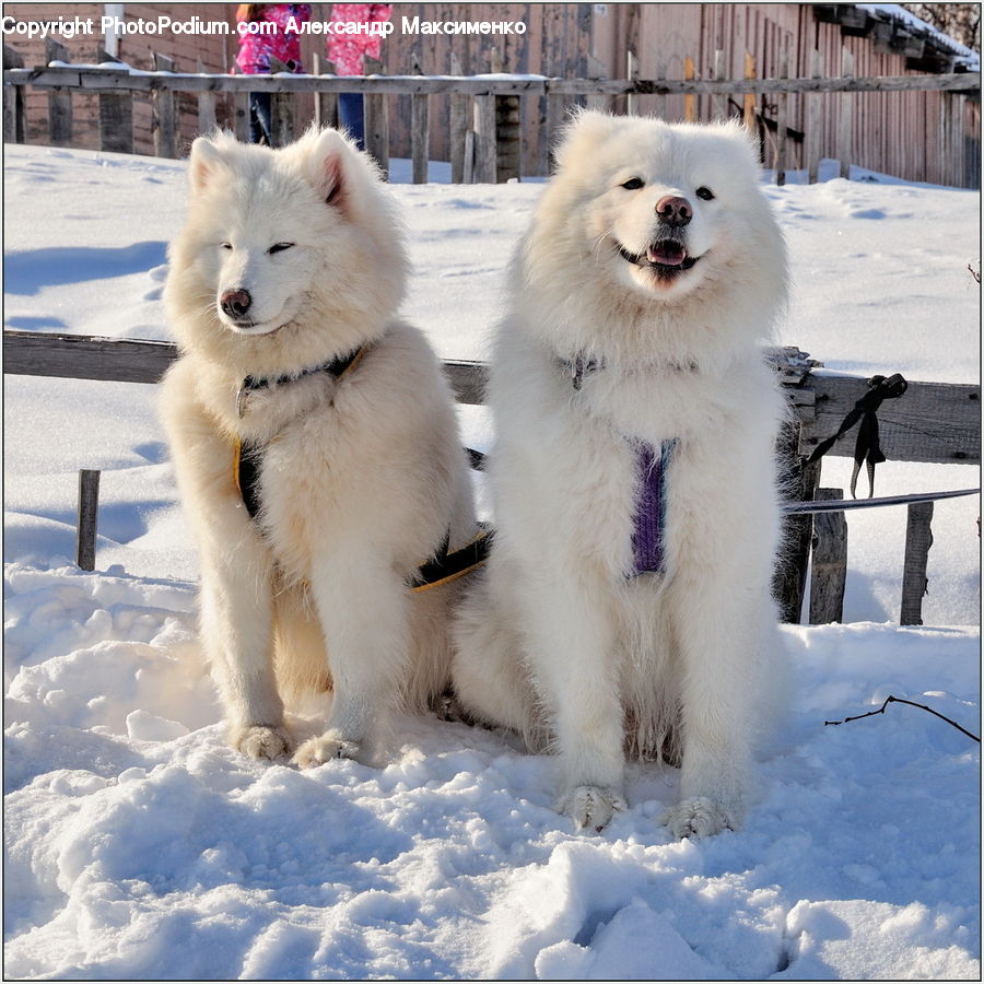 Animal, Canine, Dog, Eskimo Dog, Husky, Mammal, Pet