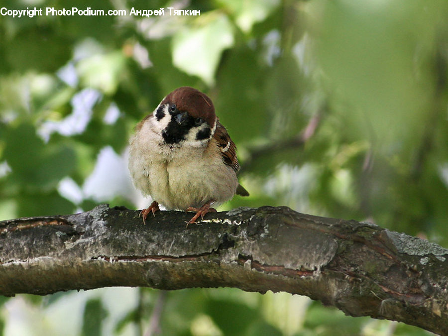 Bird, Sparrow, Finch