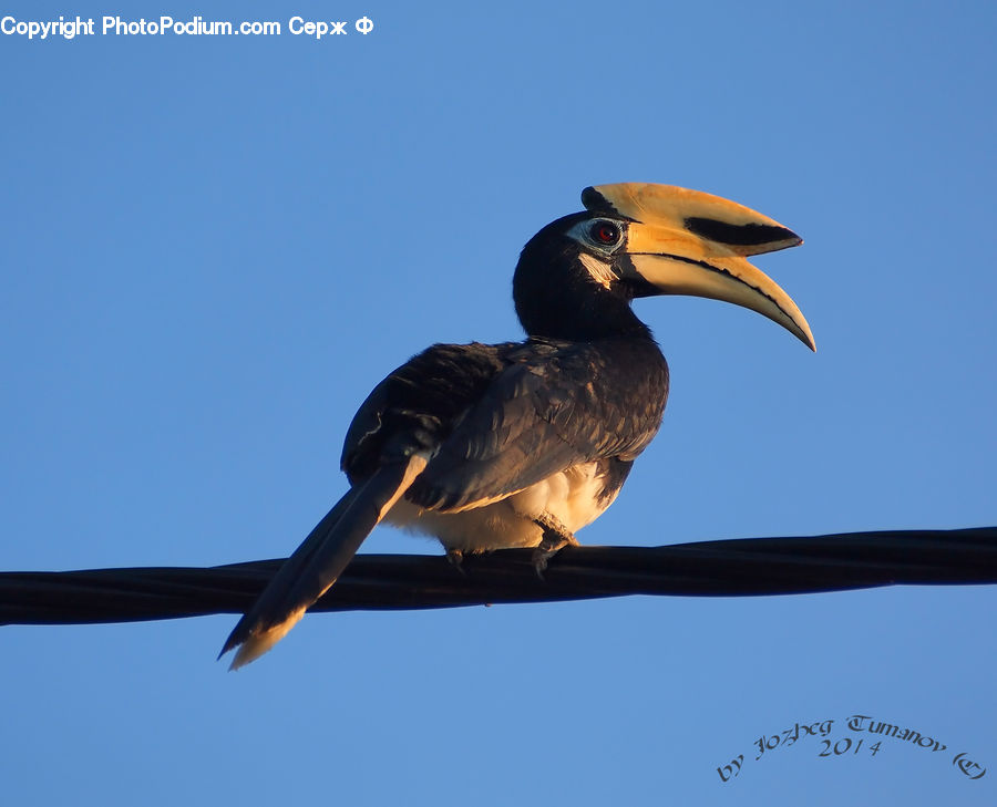 Beak, Bird, Head, Portrait, Booby