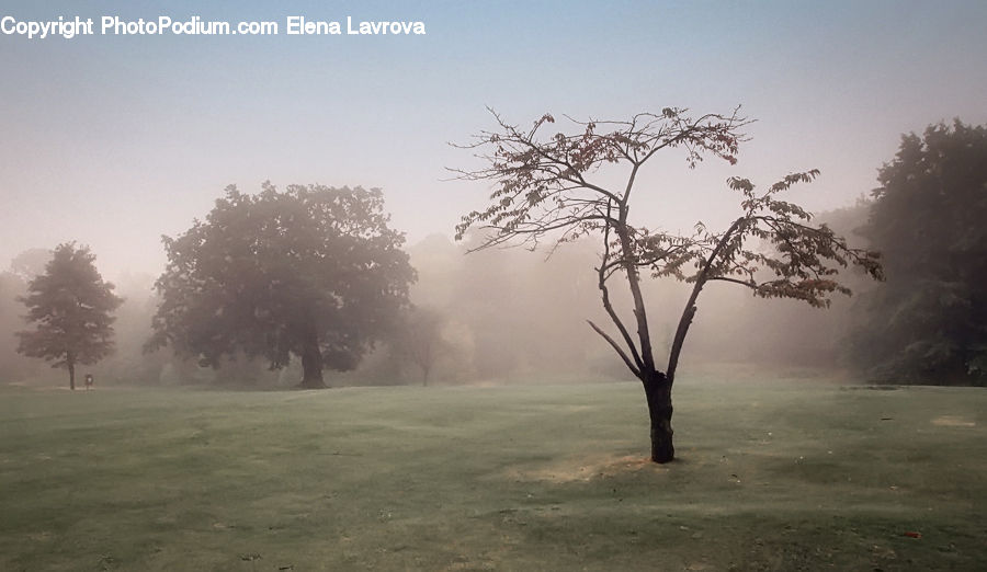 Fog, Plant, Tree, Conifer, Fir, Spruce, Wood