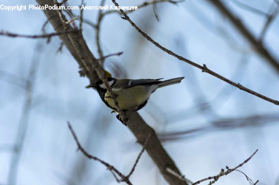 Bird, Finch, Bee Eater, Blue Jay, Bluebird, Jay