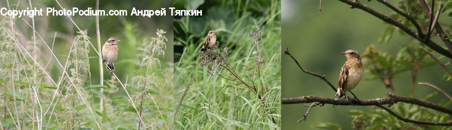 Bird, Sparrow, Grass, Plant, Reed, Blossom, Flora
