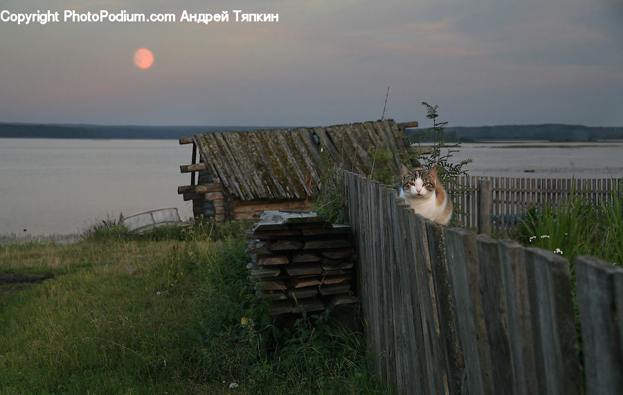 Fence, Cabin, Hut, Rural, Shack, Shelter, Animal