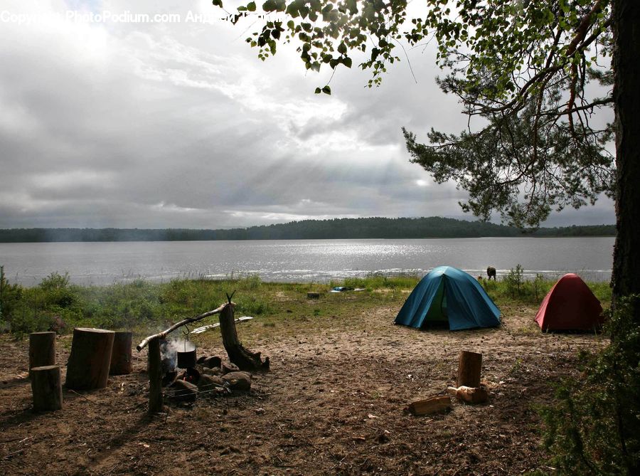 Camping, Tent, Outdoors, Plant, Tree, Forest, Vegetation