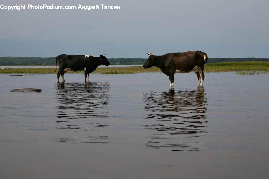 Angus, Animal, Bull, Mammal, Cattle
