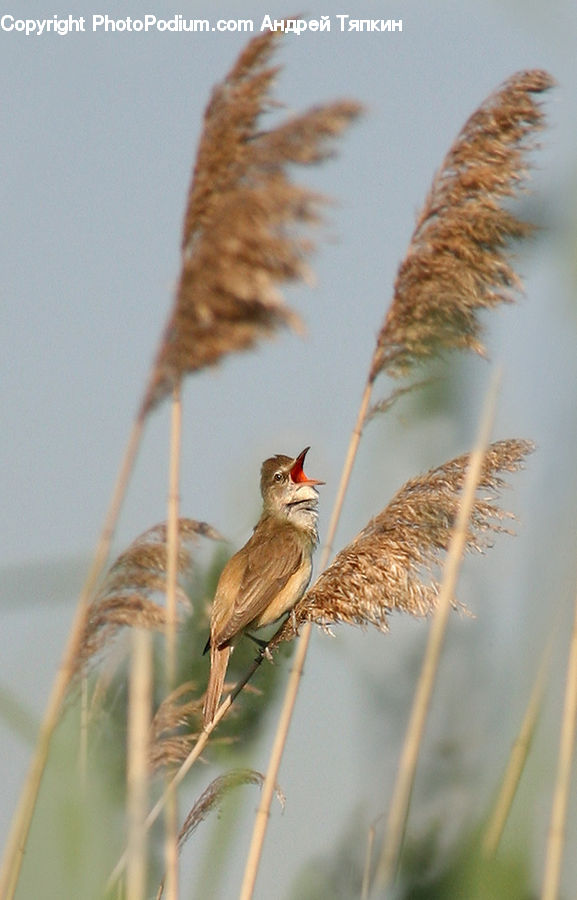 Grass, Plant, Reed, Bird, Wren, Bee Eater, Field