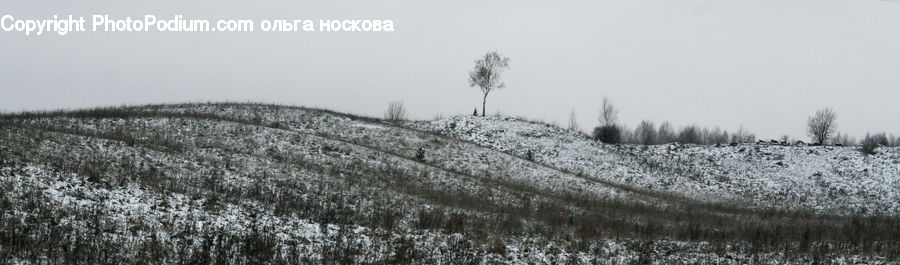Frost, Ice, Outdoors, Snow, Field, Blossom, Flora