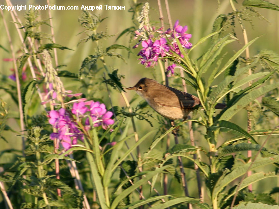 Flora, Flower, Gladiolus, Plant, Bird, Wren, Blackbird