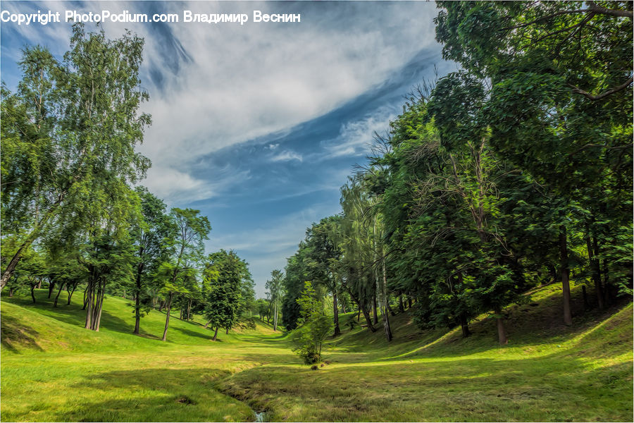 Golf Course, Grassland, Dirt Road, Gravel, Road, Conifer, Plant