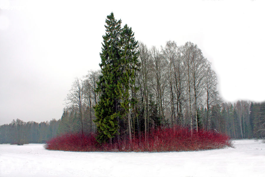 Conifer, Fir, Spruce, Wood, Plant, Tree, Abies