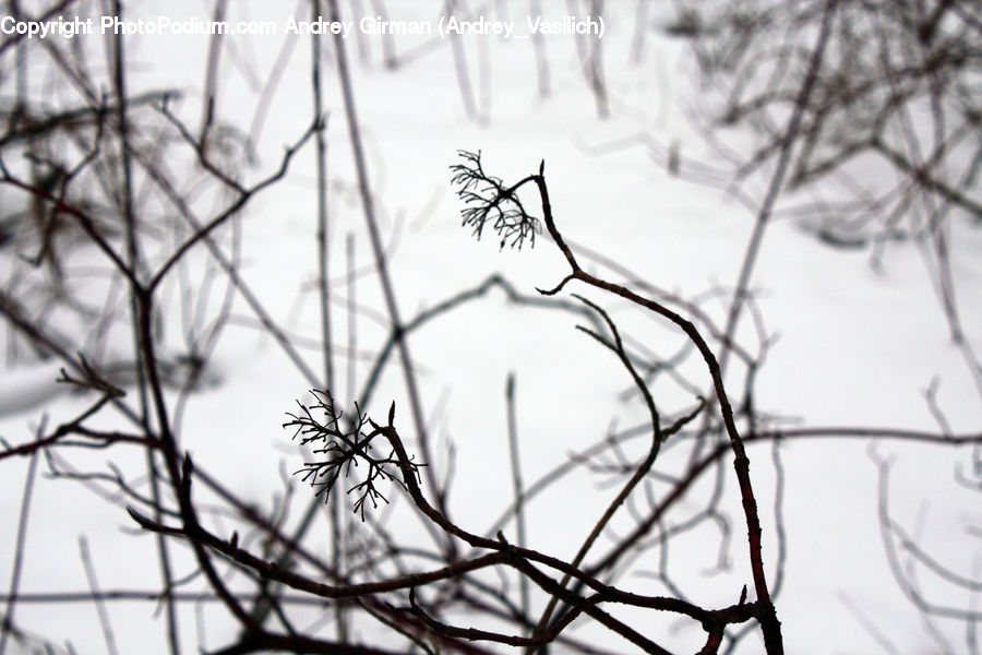 Silhouette, Grass, Plant, Reed, Art, Drawing, Tree