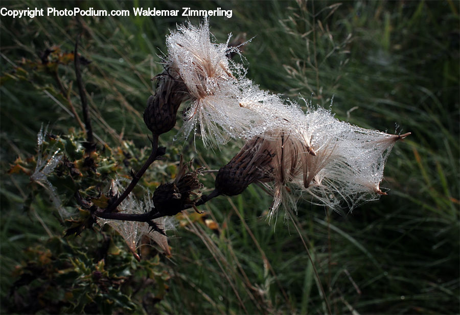 Bald Eagle, Bird, Eagle, Blossom, Flora, Flower, Plant