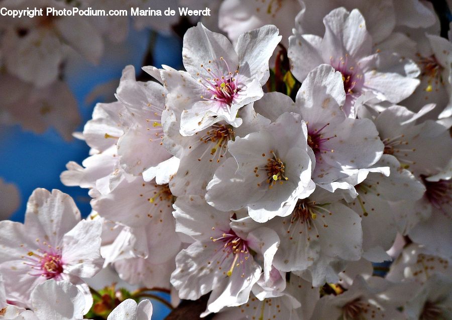 Blossom, Cherry Blossom, Flower, Flora, Plant, Petal, Gladiolus