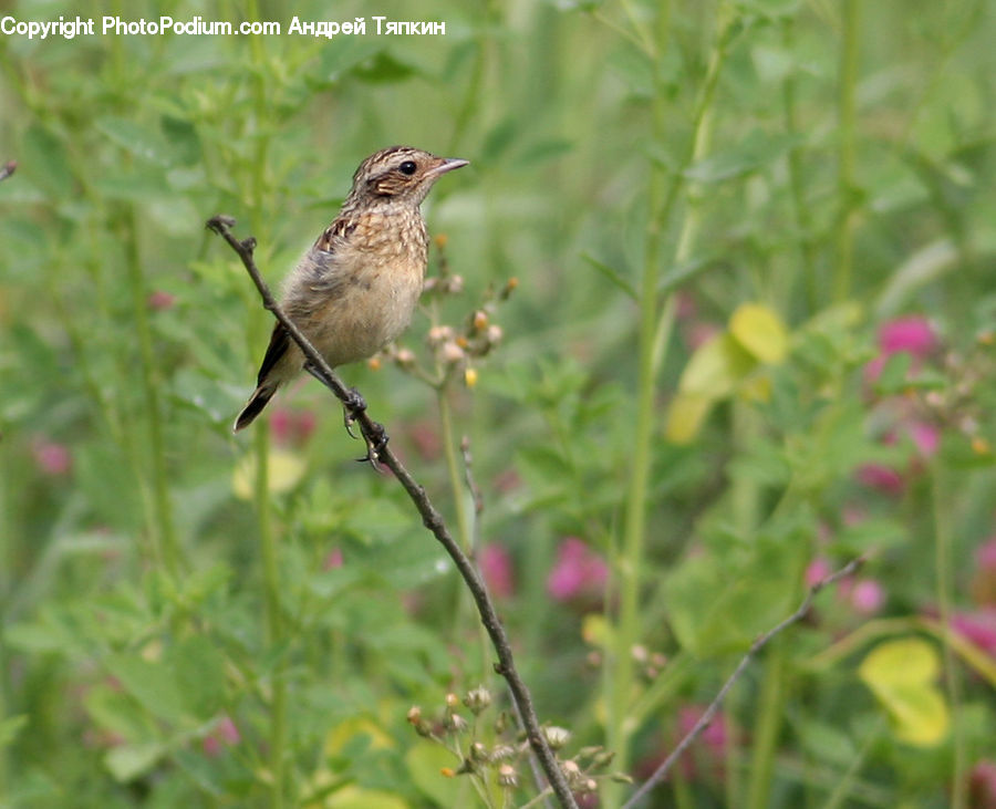 Bird, Wren, Sparrow, Blackbird, Anthus, Blossom, Flora