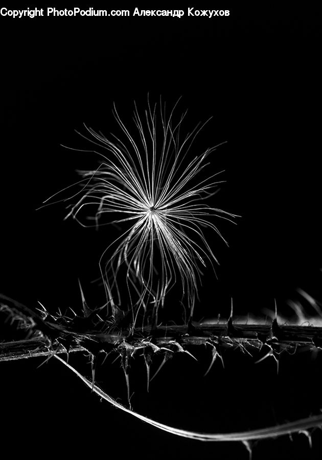 Fireworks, Night