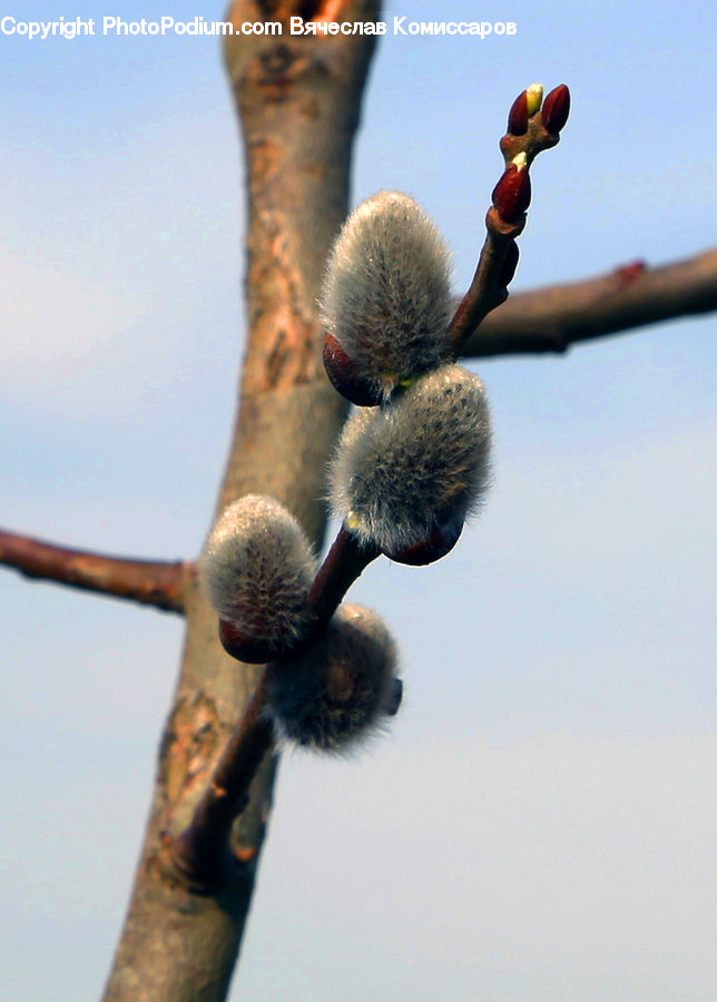 Blossom, Flora, Flower, Plant