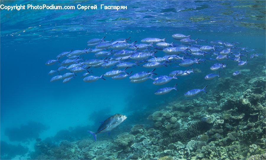 Coral Reef, Outdoors, Reef, Sea, Sea Life, Water, Fish