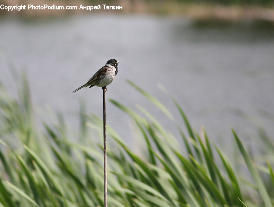 Bird, Sparrow, Grass, Plant, Reed, Field, Grassland