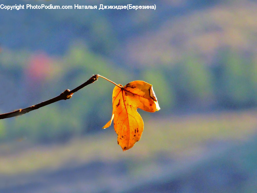 Veins, Maple, Maple Leaf, Plant, Blossom, Flora, Flower