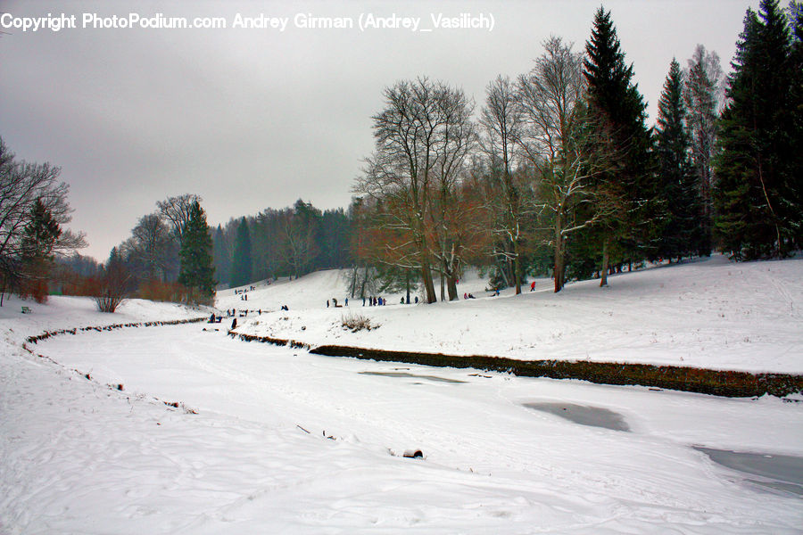 Ice, Outdoors, Snow, Fir, Forest, Grove, Vegetation