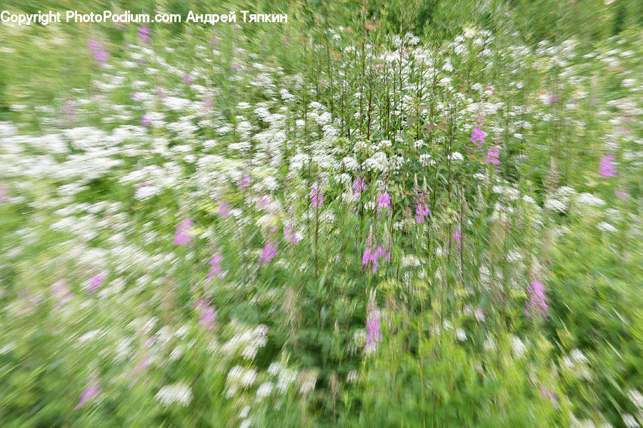 Herbal, Herbs, Plant, Planter, Blossom, Flora, Flower