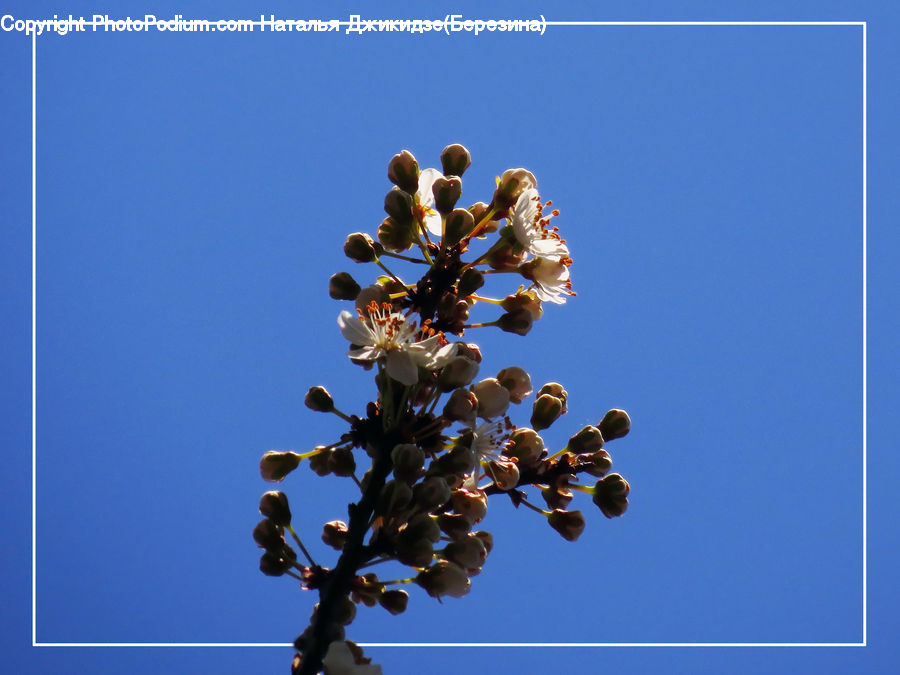 Blossom, Flora, Flower, Plant, Pollen, Conifer, Fir