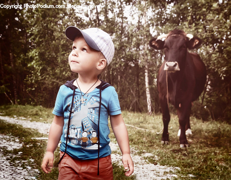 People, Person, Human, Angus, Animal, Bull, Mammal