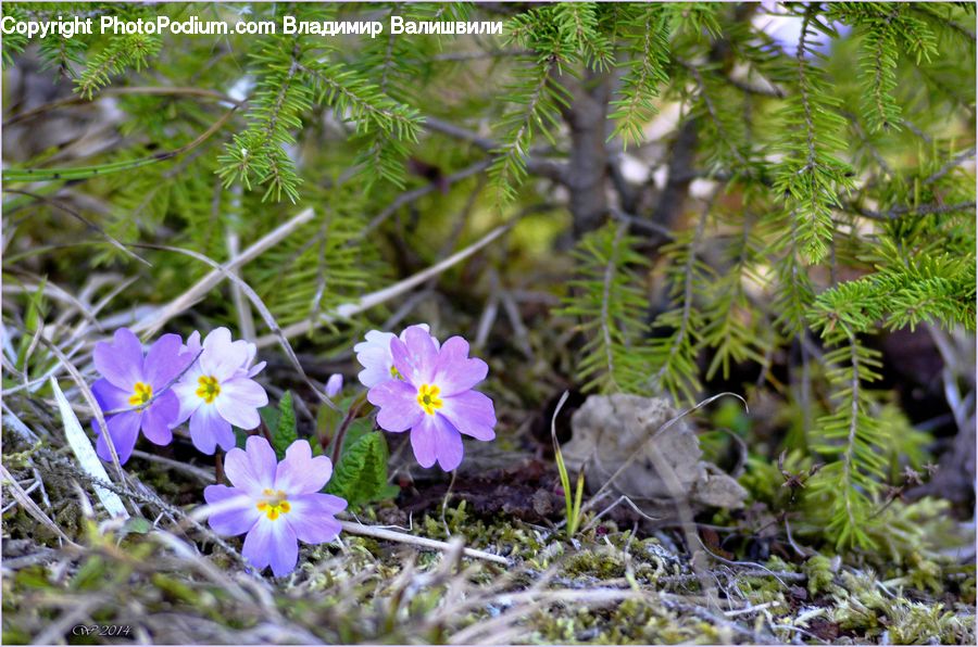 Aster, Blossom, Flower, Plant, Crocus, Flora, Violet