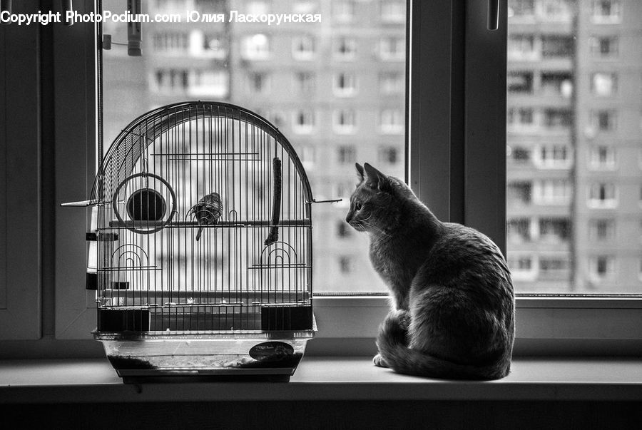 Animal, Abyssinian, Cat, Mammal, Pet, Manx