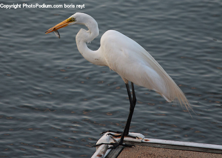 Ardeidae, Bird, Crane Bird, Heron, Stork, Waterfowl, Pelican
