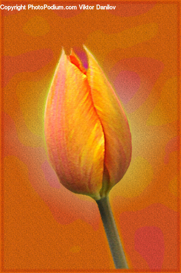 Blossom, Flora, Flower, Plant, Tulip, Petal, Crocus