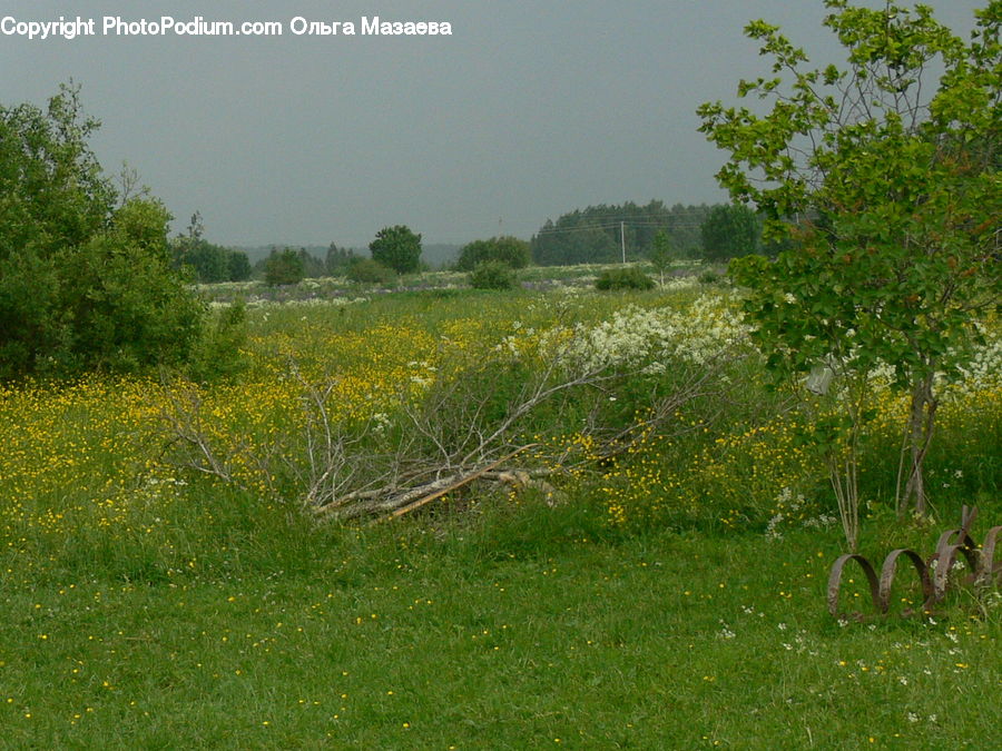 Field, Grass, Grassland, Land, Outdoors, Plant, Meadow