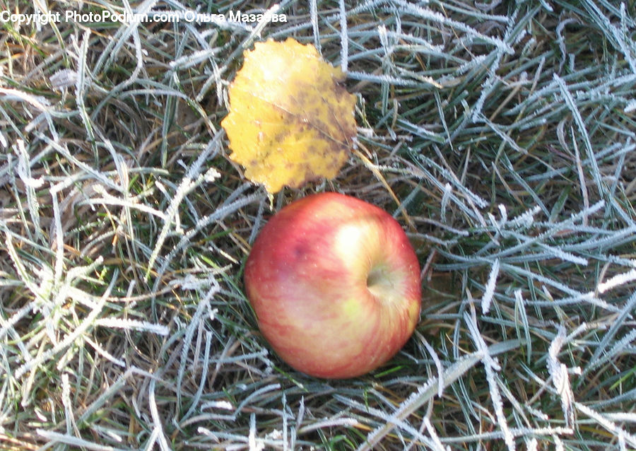 Apple, Fruit, Field, Grass, Grassland, Plant, Blossom