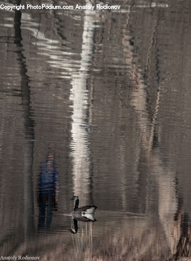Bird, Goose, Waterfowl, Leisure Activities, Exercise, Fitness, Jogging