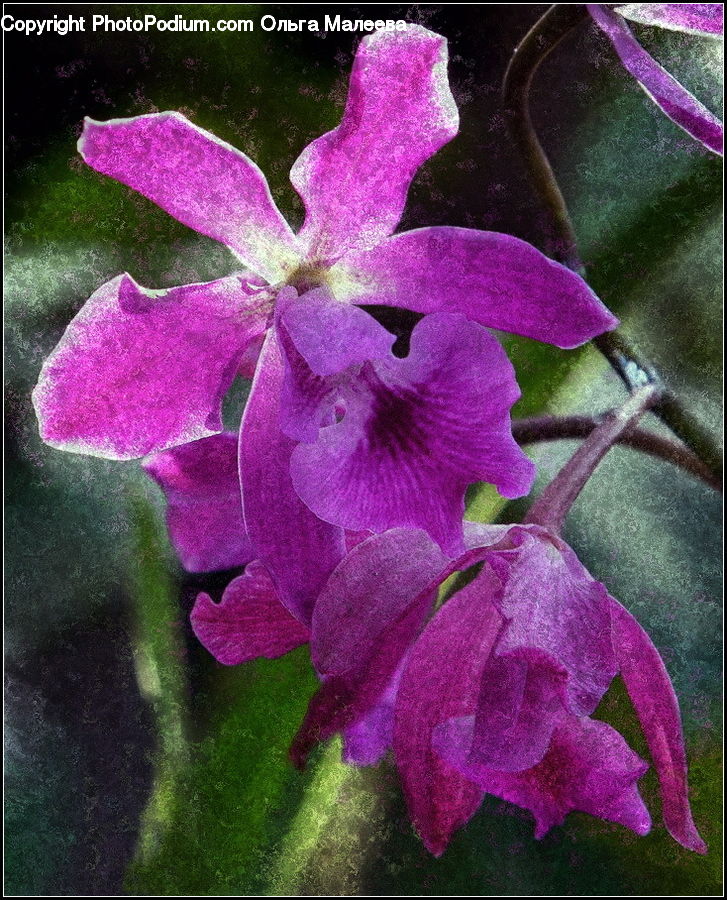 People, Person, Human, Blossom, Flora, Flower, Geranium