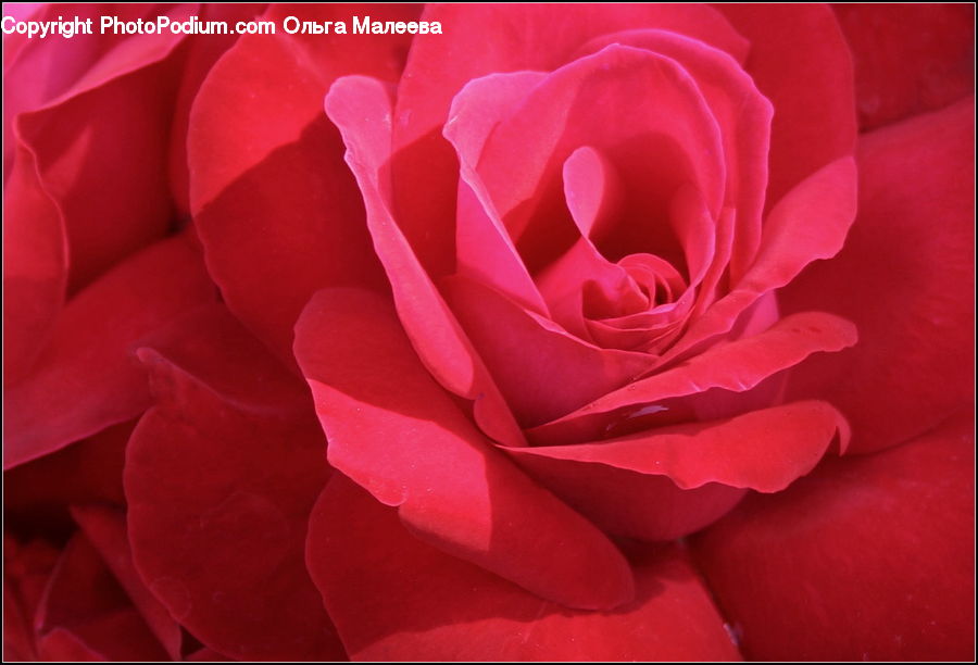 Blossom, Flower, Plant, Rose, Flower Arrangement, Flower Bouquet, Flora