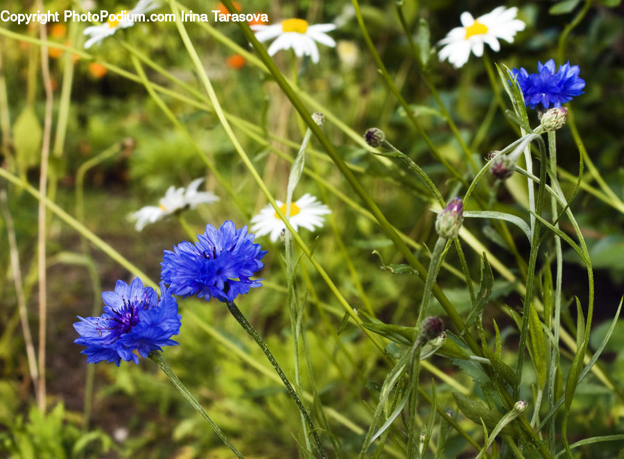 Blossom, Flora, Flower, Plant, Geranium, Asteraceae, Daisies