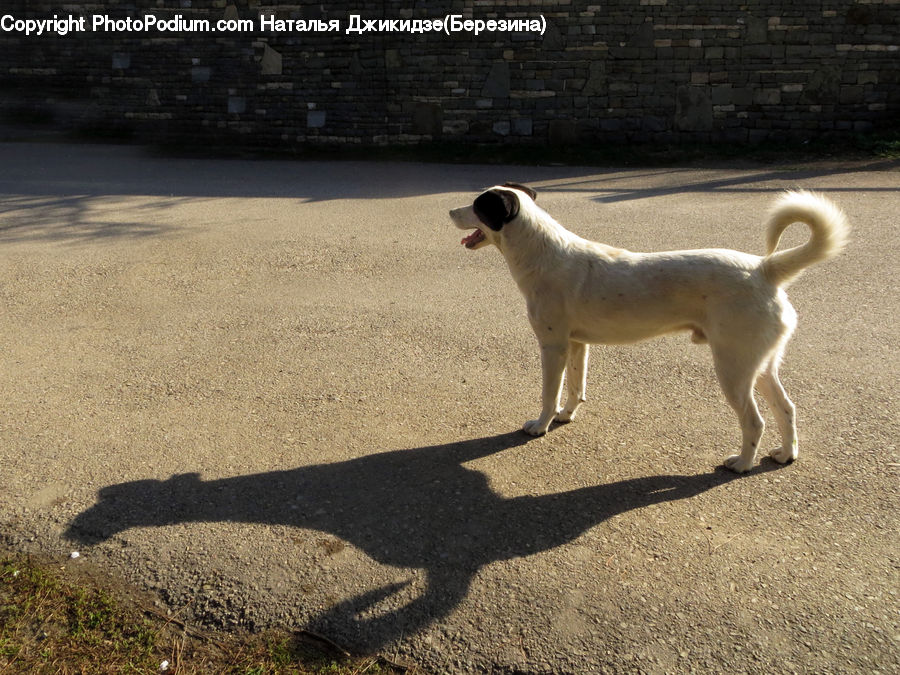 Animal, Canine, Dog, Labrador Retriever, Mammal, Pet, Pointer