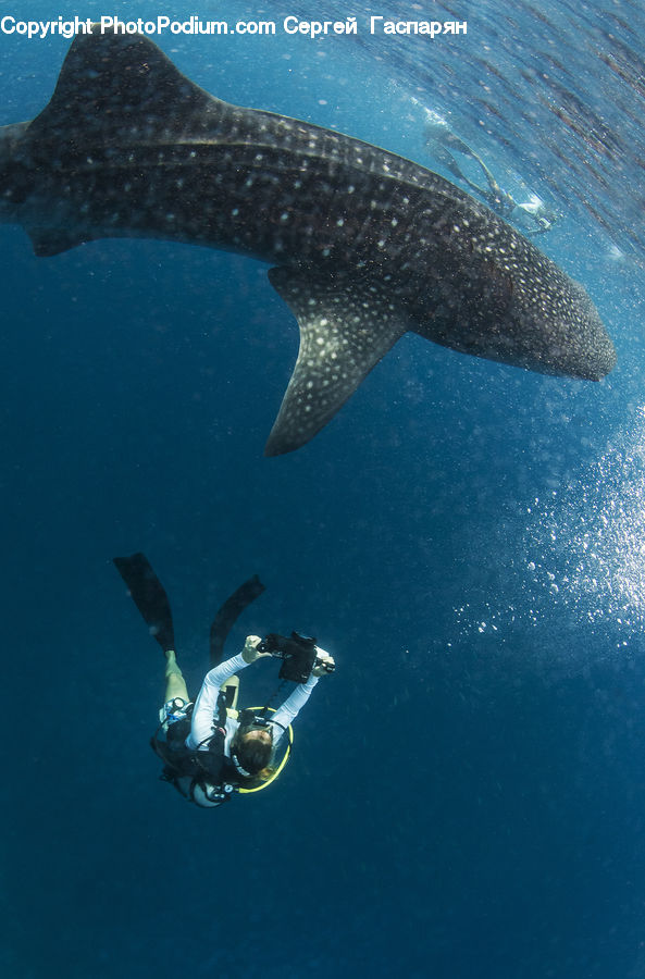 Animal, Fish, Humpback, Sea Life, Whale, Diver, Diving