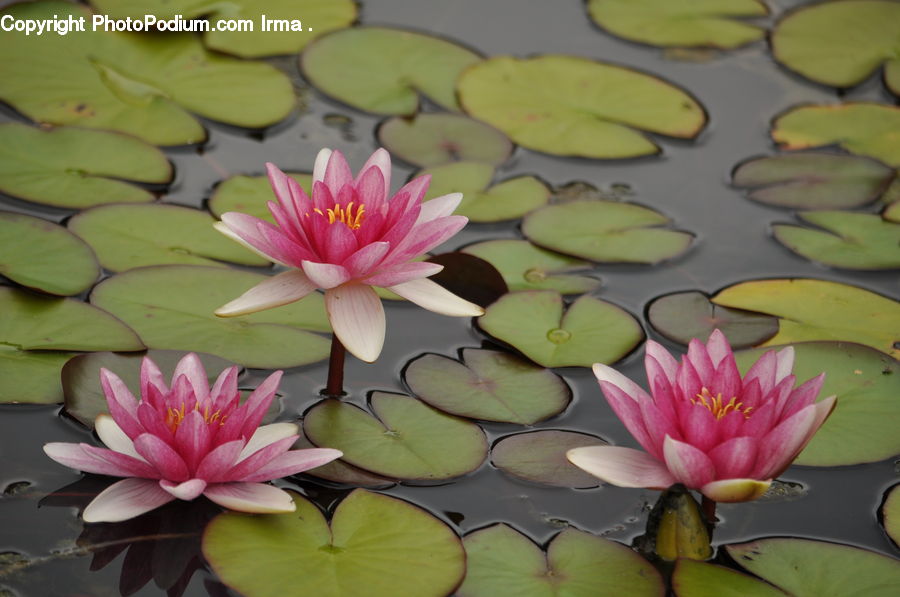 Flower, Lily, Plant, Pond Lily, Blossom, Flora, Dahlia