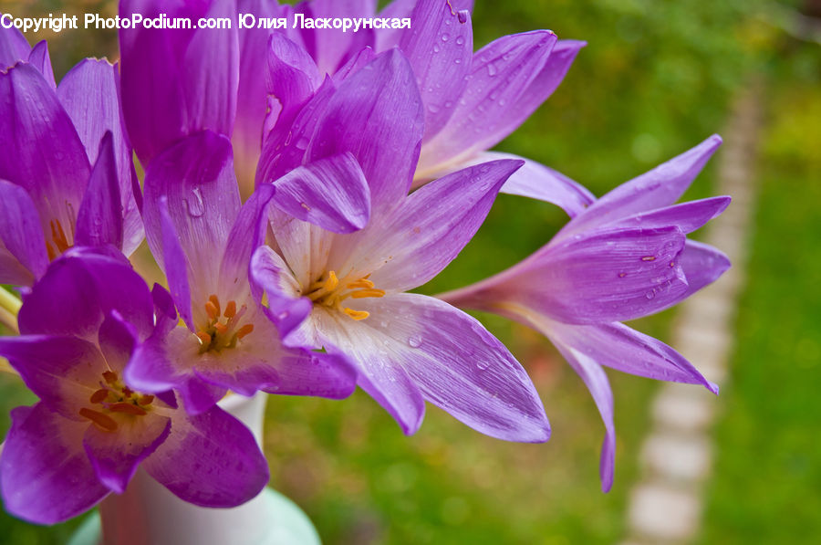 Blossom, Crocus, Flora, Flower, Plant, Geranium, Anther