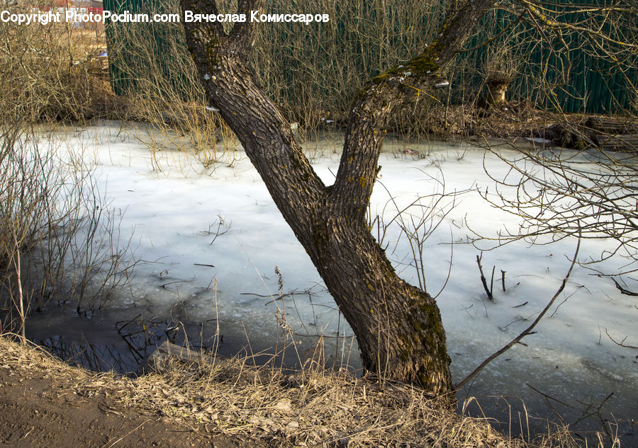 Plant, Tree, Willow, Land, Marsh, Pond, Swamp