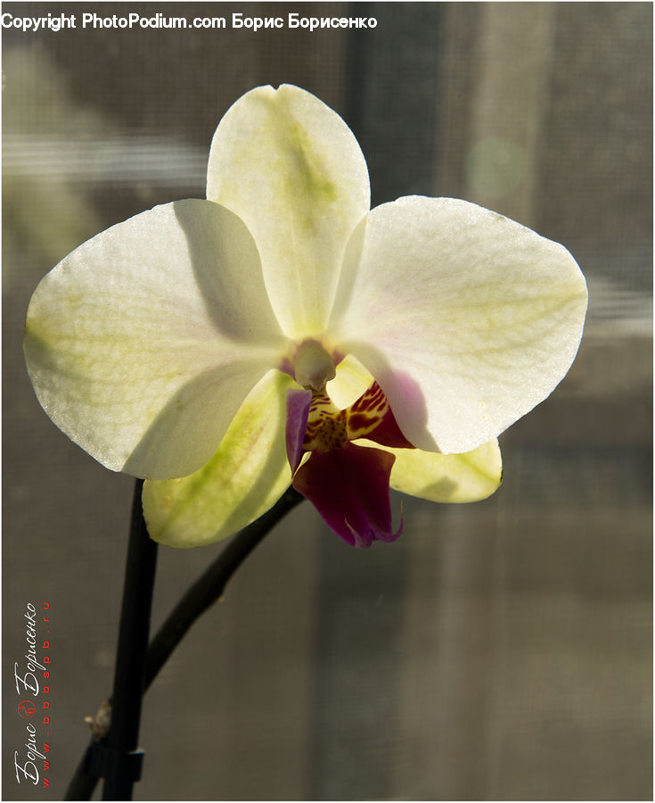 Blossom, Flora, Flower, Orchid, Plant, Petal, Daffodil