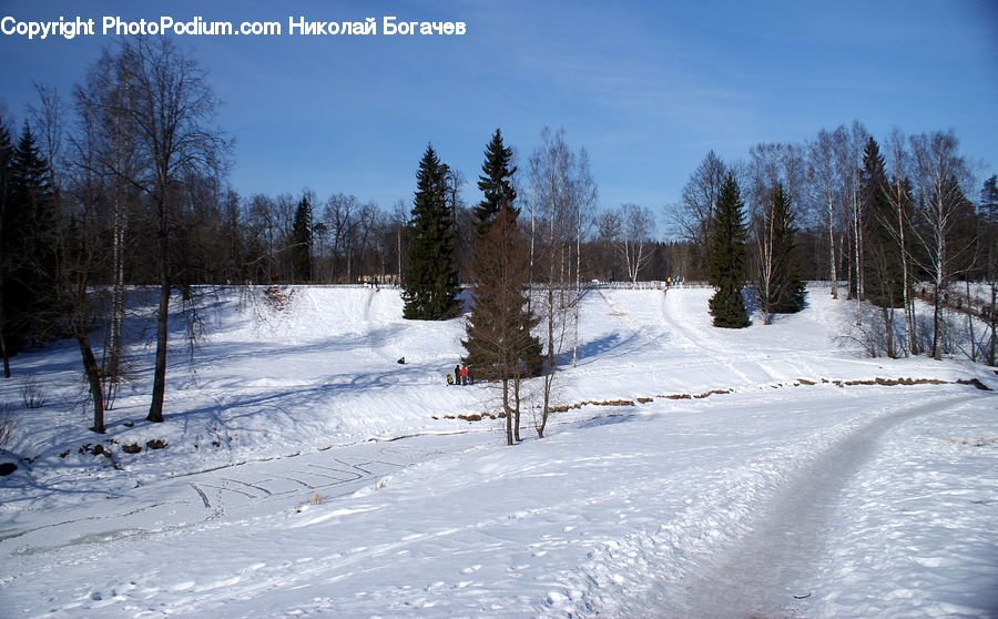 Ice, Outdoors, Snow, Plant, Tree, Birch, Wood