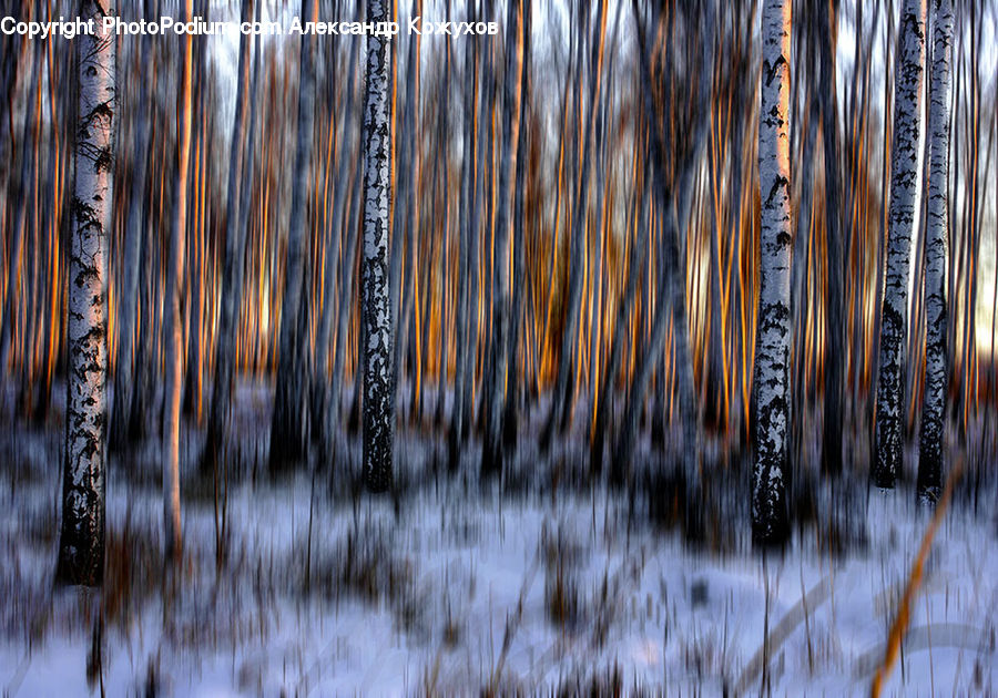 Birch, Tree, Wood, Forest, Vegetation