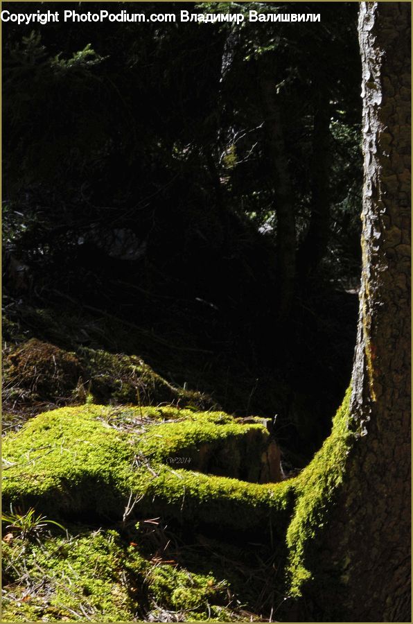 Moss, Plant, Potted Plant, Bush, Vegetation, Forest, Jungle