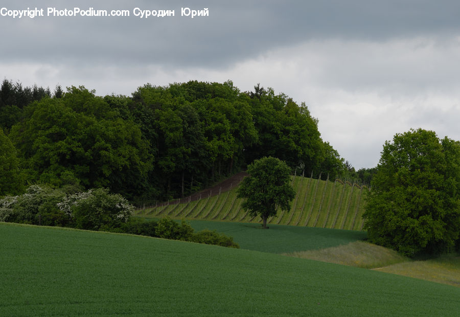 Golf Course, Grassland, Plant, Tree, Mound, Oak, Wood