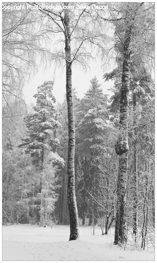 Ice, Outdoors, Snow, Forest, Vegetation, Grove, Land