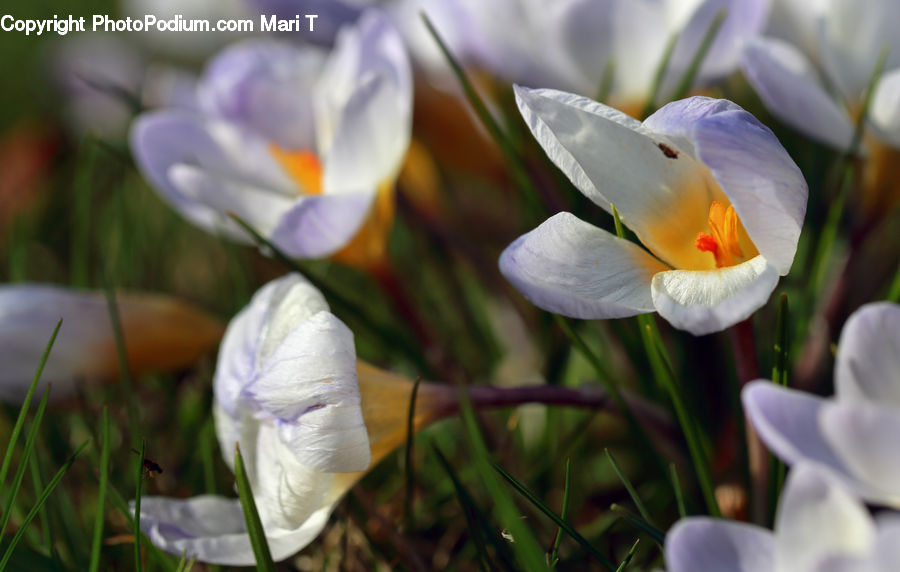 Blossom, Crocus, Flora, Flower, Plant, Potted Plant, Pollen